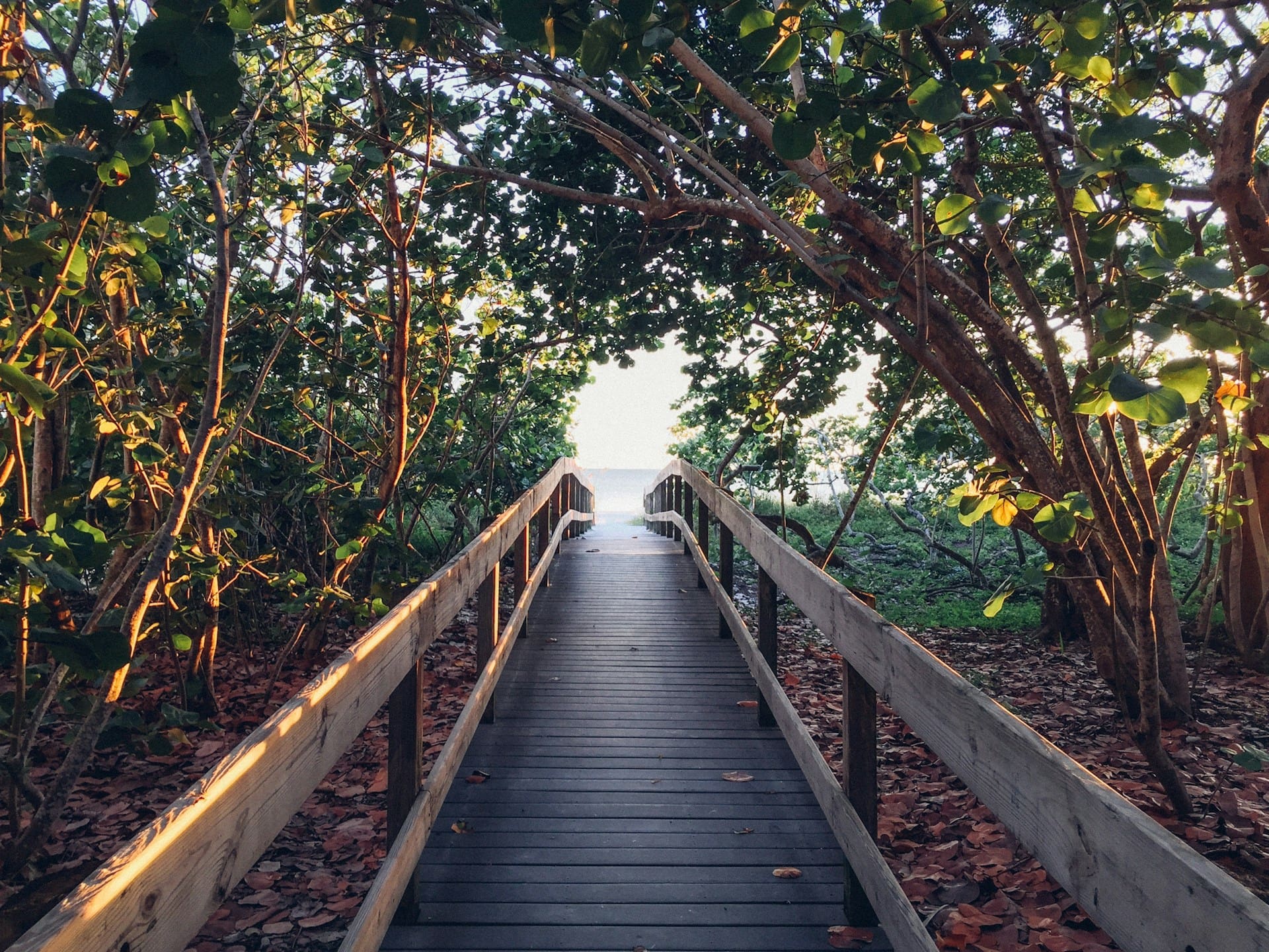 Brown wooden dock surrounded by trees daytime.